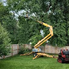 Williamston, NC Tree Removal Services Company